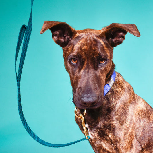 Double Handle Dog Leash (Traffic Leash)