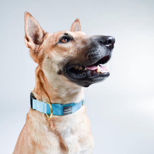 basic snap collar