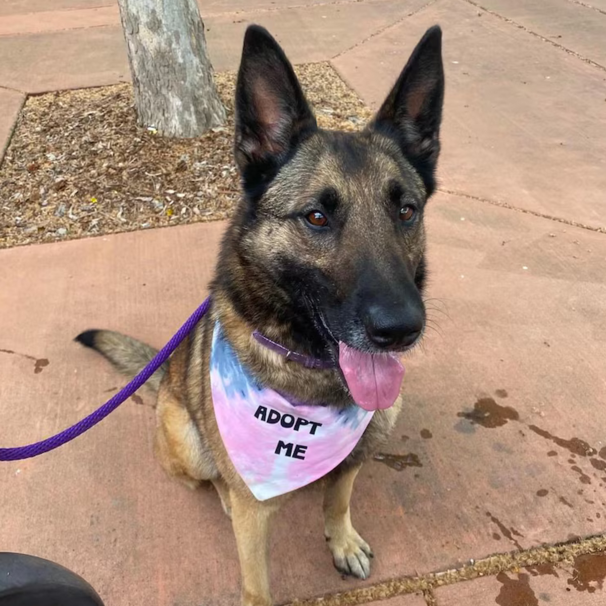 Adopt Me Tie Dye Dog Bandana Best Seller