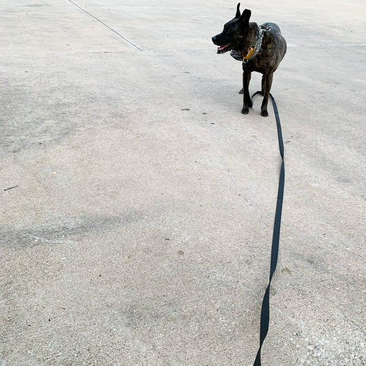 extra long leash / 15'