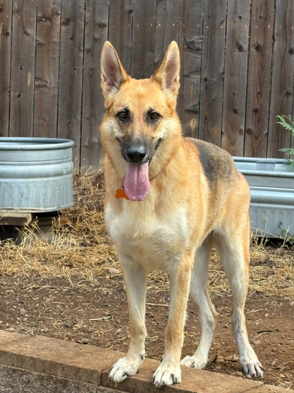 Foster Sponsor - The Wolf Society Hip & Joint Chews + Love's Legacy Coffee