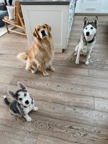 Foster Sponsor - The Wolf Society Hip & Joint Chews + Love's Legacy Coffee