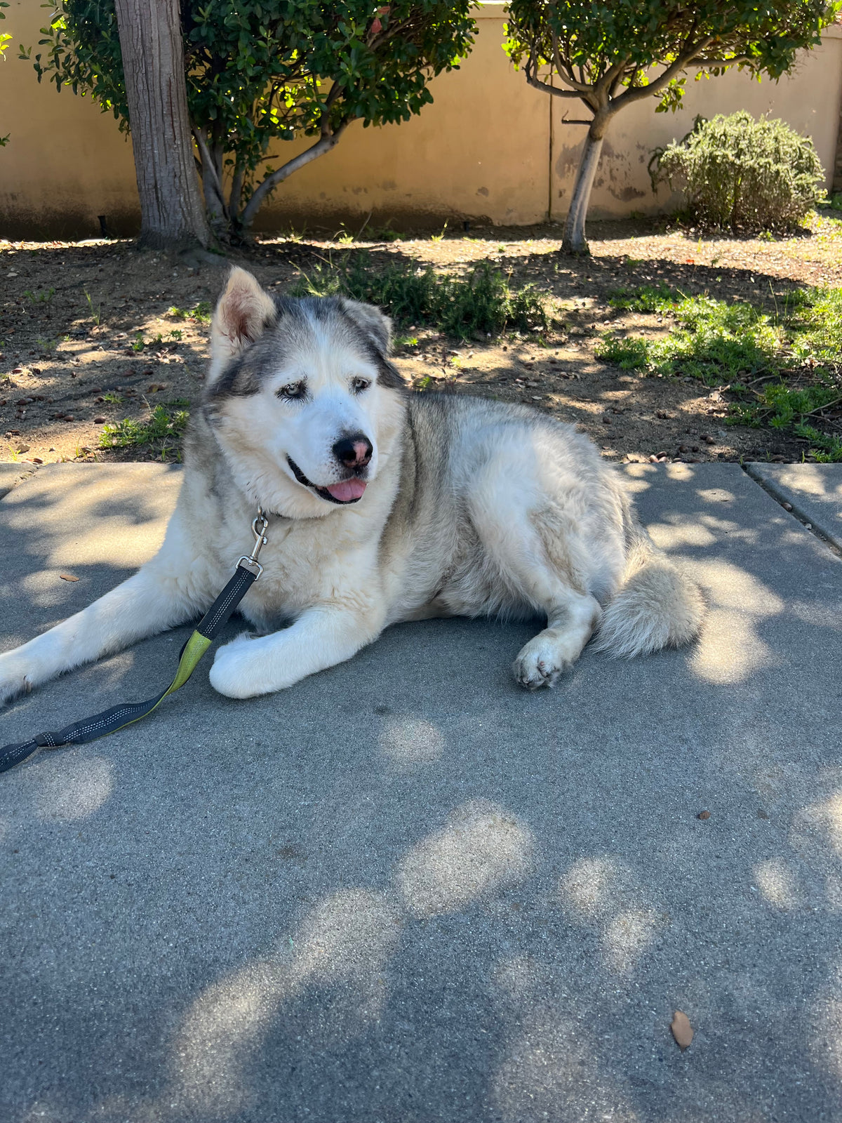Foster Sponsor - The Wolf Society Hip & Joint Chews + Love's Legacy Coffee