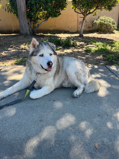 Foster Sponsor - The Wolf Society Hip & Joint Chews + Love's Legacy Coffee