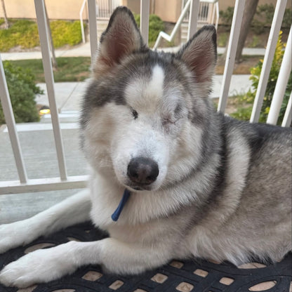Foster Sponsor - The Wolf Society Hip & Joint Chews + Love's Legacy Coffee