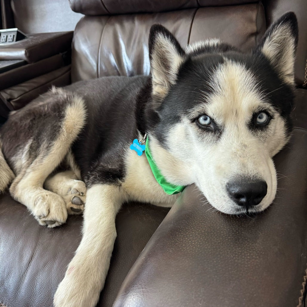 Foster Sponsor - The Wolf Society Hip & Joint Chews + Love's Legacy Coffee