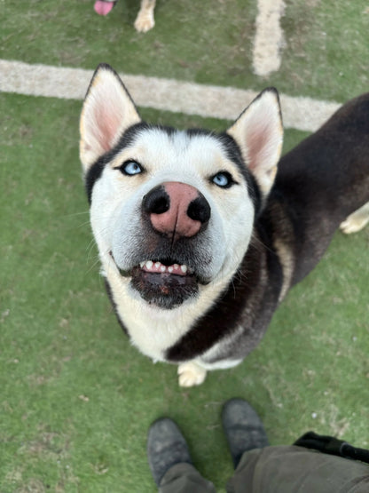 Foster Sponsor - The Wolf Society Hip & Joint Chews + Love's Legacy Coffee