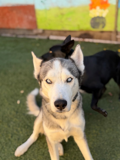 Foster Sponsor - The Wolf Society Hip & Joint Chews + Love's Legacy Coffee
