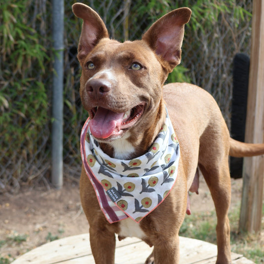 reversible bandana / sunflower picnic