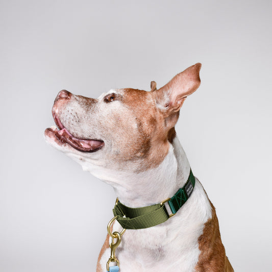 martingale collar / forest + olive