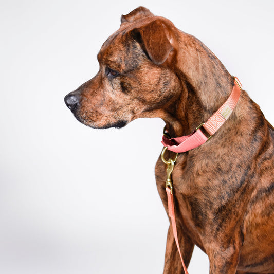 martingale collar / rose + grape / limited edition