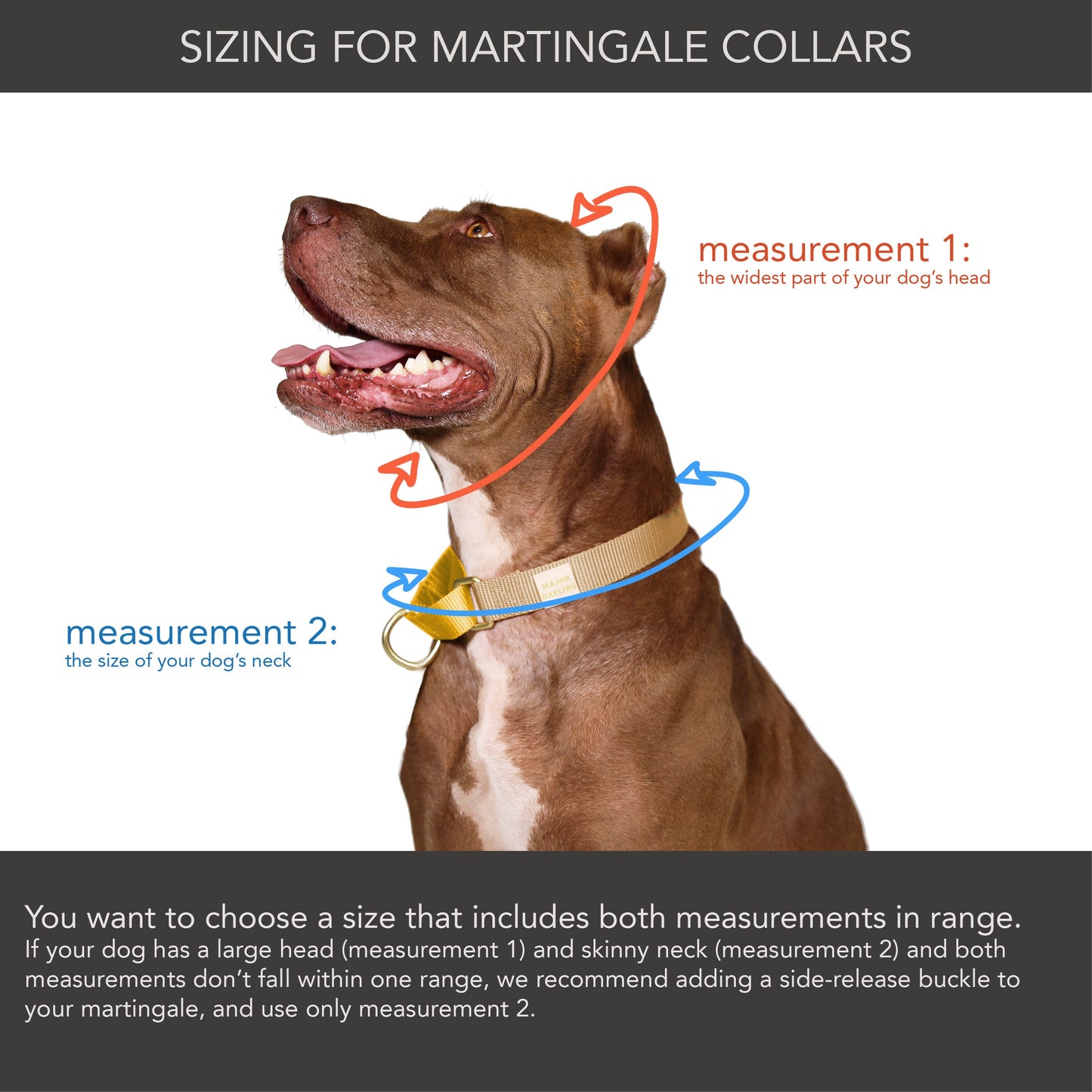 martingale collar / rose + grape / limited edition