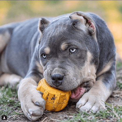 Gear eDispenser - Durable Rubber Yak Chew Holder & Treat Pocket | USA Made